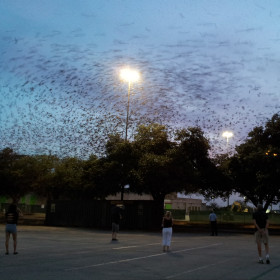 swarm of purple martins